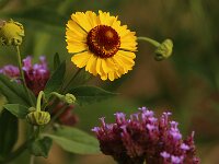 Helenium Riverton Beauty_2018_07_29_4088