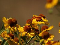 Helenium Riverton Beauty_2018_08_04_4114
