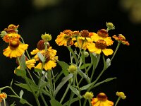 Helenium Riverton Beauty_2019_08_18_0096