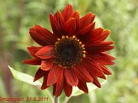 Helianthus Chocolat_2011-08-21_5405