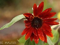 Helianthus Chocolat_2013-08-18_3676