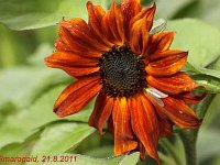 Helianthus annuus Velvet Queen_2011-08-21_5410