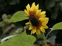Helianthus_2008-09-05_2584