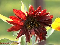 Helianthus_2011-09-24_6453