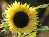 Helianthus_2011-09-24_6454