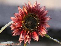 Helianthus_2011-09-25_6495