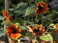 Helianthus_2012-08-02_0187