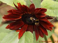 Helianthus_2012-08-03_0210