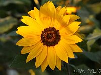 Helianthus_2013-09-05_4022