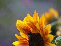 Helianthus_2014_07_16_0906