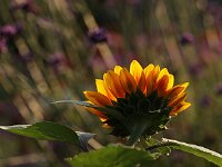 Helianthus_2014_07_26_1041