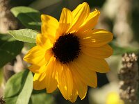 Helianthus_2015_10_11_8272