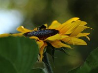 Helianthus_2016_08_08_2079