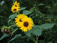 Helianthus_2016_08_28_2200