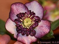 Hb Ash Anemone Bicolour_2012-02-16_7082