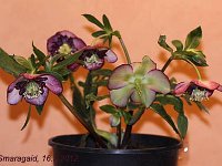 Hb Ash Anemone Bicolour_2012-02-16_H7087