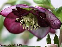 Hb Ash Anemone Bicolour_2012-02-18_7121