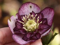 Hb Ash Anemone Bicolour_2013-02-05_1382