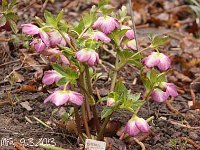 Hb Ash Anemone Bicolour_2013-03-09_1607