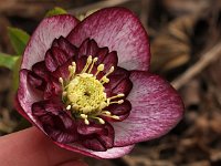 Hb Ash Anemone Bicolour_2014-02-09_5651