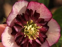 Hb Ash Anemone Bicolour_2014-03-05_6849