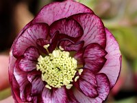 Hb Ash Anemone Bicolour_2015_02_21_3355