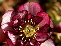 Hb Ash Anemone Bicolour_2015_02_28_3426