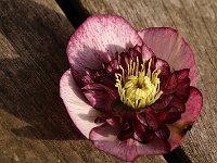 Hb Ash Anemone Bicolour_2015_03_08_3496