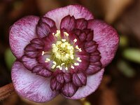 Hb Ash Anemone Bicolour_2016_01_08_8899