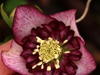 Hb Ash Anemone Bicolour_2016_01_31_9262