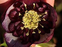Hb Ash Anemone Bicolour_2018_02_24_1948