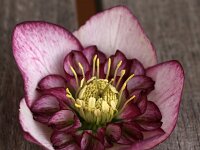 Hb Ash Anemone bicolour_2017_03_04_4530