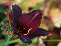Hemerocallis American Revolution_2015_06_27_6899