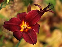 Hemerocallis American Revolution_2015_07_20_7181