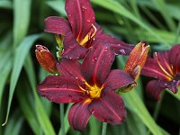 Hemerocallis American Revolution_2016_06_26_1483