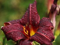 Hemerocallis American Revolution_2016_07_23_1755