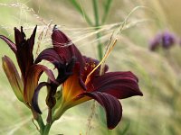 Hemerocallis American Revolution_2017_06_23_8260