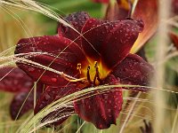 Hemerocallis American Revolution_2017_06_28_8469