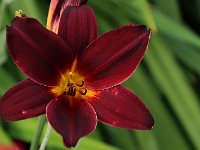 Hemerocallis American Revolution_2018_06_13_3621