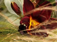 Hemerocallis American Revolution_2019_07_05_99992