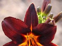 Hemerocallis Chocolate Candy_2010-07-07_2057