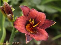 Hemerocallis Chocolate Candy_2011-06-13_4169