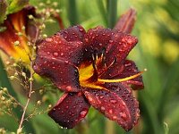 Hemerocallis Chocolate Candy_2012-07-08_9716