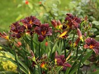 Hemerocallis Chocolate Candy_2012-07-08_9717