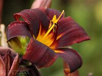 Hemerocallis Chocolate Candy_2013-07-24_3262