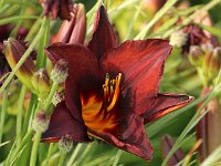Hemerocallis Chocolate Candy_2014_06_23_0452