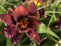Hemerocallis Chocolate Candy_2014_06_29_0658