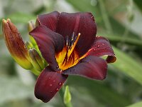 Hemerocallis Chocolate Candy_2015_07_05_6995