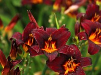 Hemerocallis Chocolate Candy_2015_07_20_7182