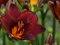 Hemerocallis Chocolate Candy_2016_07_04_1574